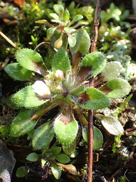 Draba kohlscheidensis \ Kohlscheider Hungerbl�mchen, D Herzogenrath-Kohlscheid 10.3.2019