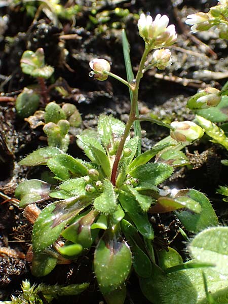 Draba kohlscheidensis \ Kohlscheider Hungerbl�mchen, D Herzogenrath-Kohlscheid 10.3.2019