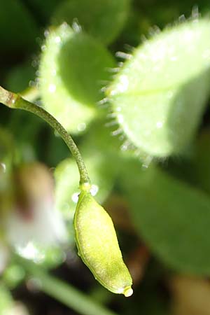 Draba kohlscheidensis \ Kohlscheider Hungerbl�mchen, D Herzogenrath-Kohlscheid 10.3.2019