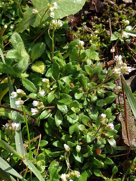 Draba kohlscheidensis \ Kohlscheider Hungerbl�mchen, D Herzogenrath-Kohlscheid 10.3.2019