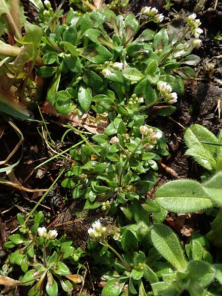 Draba kohlscheidensis \ Kohlscheider Hungerbl�mchen, D Herzogenrath-Kohlscheid 10.3.2019