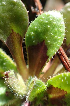 Draba kohlscheidensis \ Kohlscheider Hungerbl�mchen, D Herzogenrath-Kohlscheid 10.3.2019