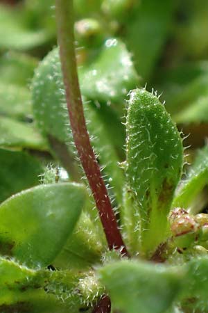Draba kohlscheidensis \ Kohlscheider Hungerbl�mchen, D Herzogenrath-Kohlscheid 10.3.2019
