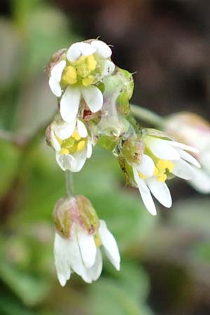 Draba kohlscheidensis \ Kohlscheider Hungerbl�mchen, D Herzogenrath-Kohlscheid 10.3.2019