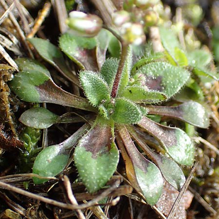Draba kohlscheidensis \ Kohlscheider Hungerbl�mchen, D Herzogenrath-Kohlscheid 10.3.2019