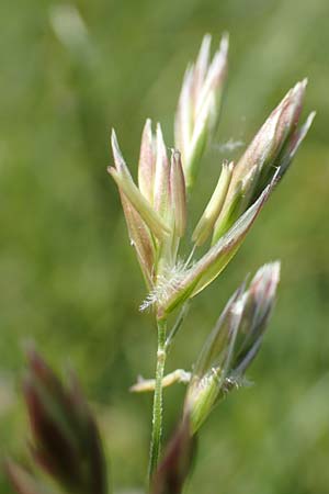 Festuca rubra agg. \ Gew�hnlicher Rot-Schwingel / Creeping Red Fescue, D Hegne 6.6.2018