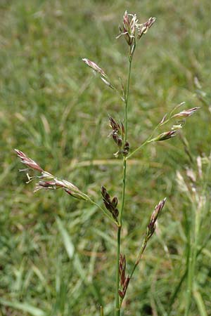 Festuca rubra agg. \ Gew�hnlicher Rot-Schwingel / Creeping Red Fescue, D Hegne 6.6.2018