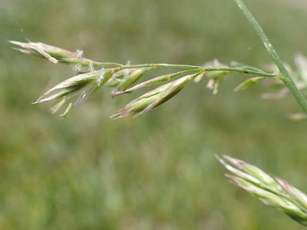 Festuca rubra agg. \ Gew�hnlicher Rot-Schwingel / Creeping Red Fescue, D Hegne 6.6.2018