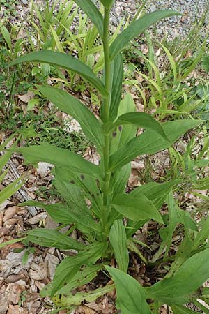 Digitalis lutea \ Gelber Fingerhut / Straw Foxgloves, D Kaiserslautern 7.7.2021