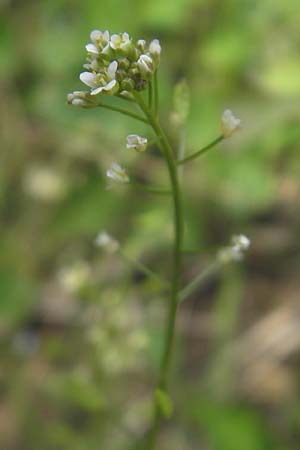 Draba muralis \ Mauer-Felsenbl�mchen, D Rheinhessen, Wendelsheim 29.4.2010