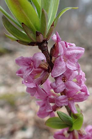 Daphne mezereum, Mezereon