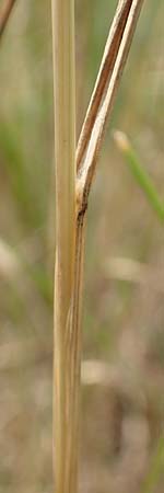 Poa trivialis \ Gew�hnliches Rispengras / Rough Blue Grass, D Ketsch 8.6.2018