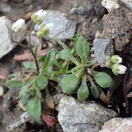 Draba verna agg. \ Fr�hlings-Hungerbl�mchen / Common Whitlowgrass, D J&uuml;lich 10.3.2019