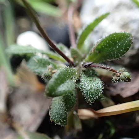 Draba verna agg. \ Fr�hlings-Hungerbl�mchen / Common Whitlowgrass, D J&uuml;lich 10.3.2019