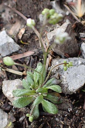 Draba verna agg. \ Fr�hlings-Hungerbl�mchen / Common Whitlowgrass, D J&uuml;lich 10.3.2019
