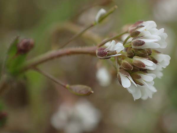 Draba muralis \ Mauer-Felsenbl�mchen, D Rheinhessen, Frei-Laubersheim 13.4.2021
