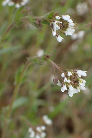 Draba muralis \ Mauer-Felsenbl�mchen, D Rheinhessen, Frei-Laubersheim 13.4.2021