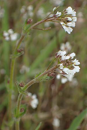 Draba muralis \ Mauer-Felsenbl�mchen, D Rheinhessen, Frei-Laubersheim 13.4.2021