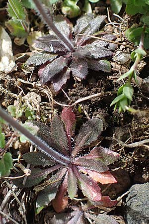 Draba muralis \ Mauer-Felsenbl�mchen, D Rheinhessen, Frei-Laubersheim 13.4.2021