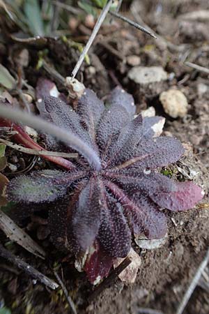 Draba muralis \ Mauer-Felsenbl�mchen, D Rheinhessen, Frei-Laubersheim 13.4.2021