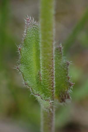 Draba muralis \ Mauer-Felsenbl�mchen, D Rheinhessen, Frei-Laubersheim 13.4.2021