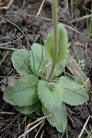 Draba muralis \ Mauer-Felsenbl�mchen, D Hirschberg 15.4.2021