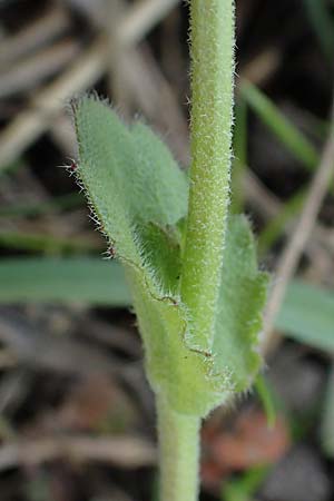 Draba muralis \ Mauer-Felsenbl�mchen, D Hirschberg 15.4.2021