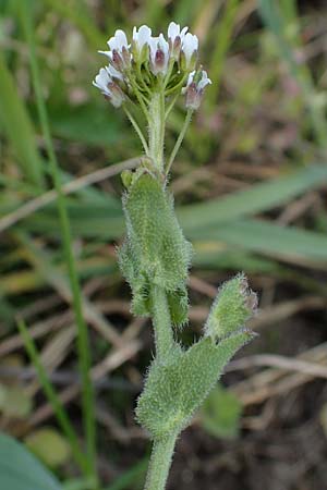 Draba muralis \ Mauer-Felsenbl�mchen, D Hirschberg 15.4.2021