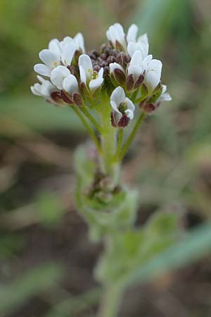 Draba muralis \ Mauer-Felsenbl�mchen, D Hirschberg 15.4.2021