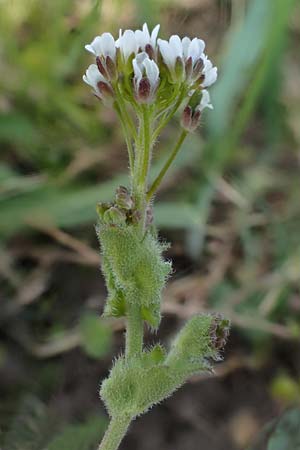 Draba muralis \ Mauer-Felsenbl�mchen, D Hirschberg 15.4.2021