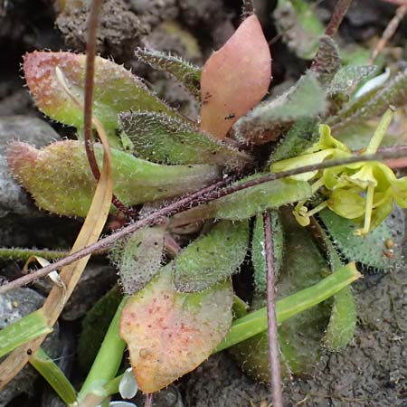 Draba majuscula \ Behaartes Hungerbl�mchen, D J&uuml;lich 17.4.2023