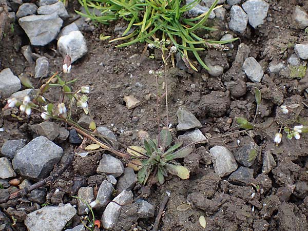 Draba majuscula \ Behaartes Hungerbl�mchen, D J&uuml;lich 17.4.2023