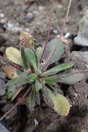Draba majuscula \ Behaartes Hungerbl�mchen, D J&uuml;lich 17.4.2023