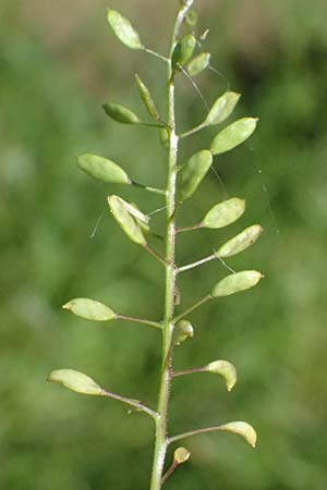 Draba muralis \ Mauer-Felsenbl�mchen, D Billigheim-Waldm&uuml;hlbach 11.5.2024