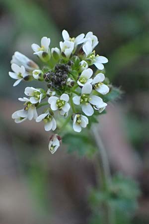 Draba muralis \ Mauer-Felsenbl�mchen, D Mannheim 4.4.2025