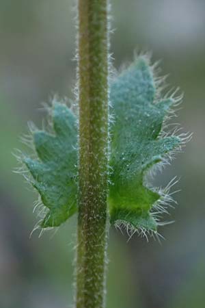 Draba muralis \ Mauer-Felsenbl�mchen, D Mannheim 4.4.2025