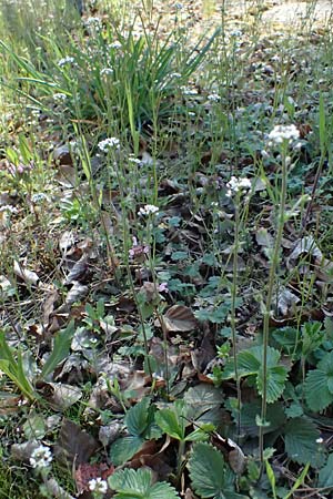 Draba muralis \ Mauer-Felsenbl�mchen, D Mannheim 4.4.2025