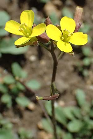 Diplotaxis muralis \ Mauer-Doppelsame, D Botan. Gar.  Universit.  Ulm 26.5.2025
