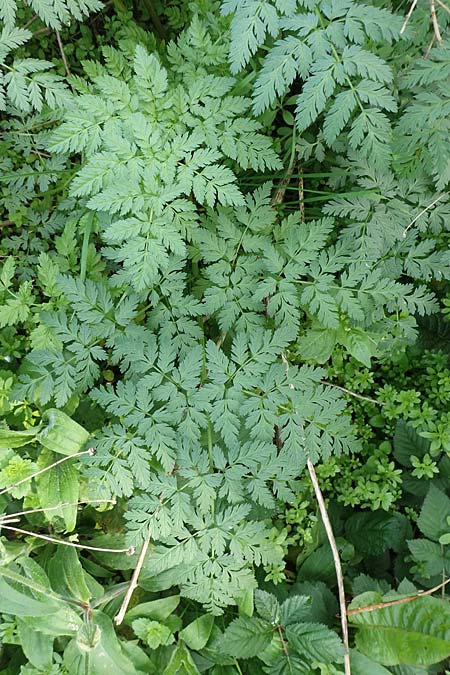 Conium maculatum \ Gefleckter Schierling, Flecken-Schierling / Hemlock, D Mannheim 24.10.2019