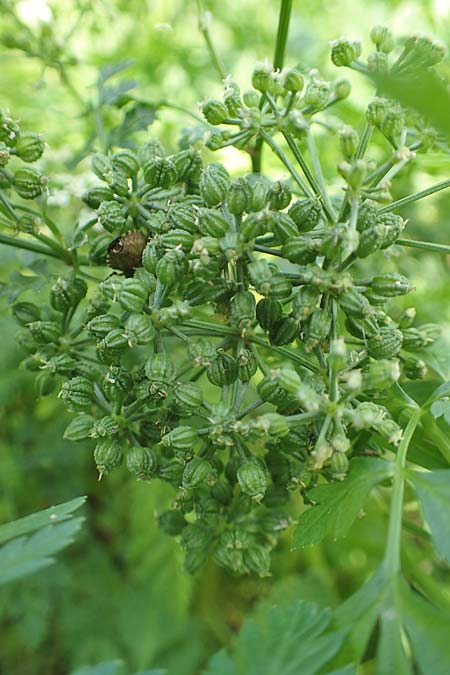 Conium maculatum \ Gefleckter Schierling, Flecken-Schierling / Hemlock, D Mannheim 24.10.2019