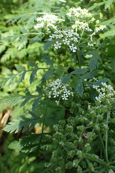 Conium maculatum \ Gefleckter Schierling, Flecken-Schierling / Hemlock, D Mannheim 24.10.2019