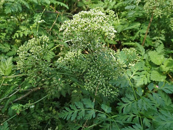 Conium maculatum \ Gefleckter Schierling, Flecken-Schierling / Hemlock, D Mannheim 24.10.2019