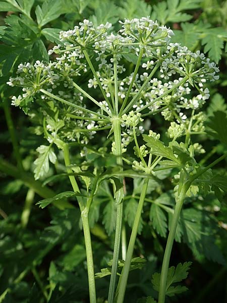 Conium maculatum \ Gefleckter Schierling, Flecken-Schierling / Hemlock, D Mannheim 24.10.2019