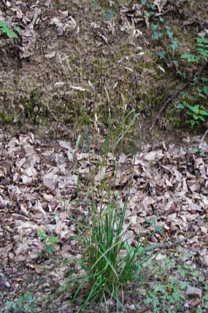 Dactylis polygama \ Wald-Kn�uelgras, D Weinheim an der Bergstra&szlig;e 20.7.2015