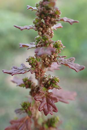 Dysphania pumilio \ Australischer Dr�seng�nsefu� / Clammy Goosefoot, D Mannheim 29.9.2015