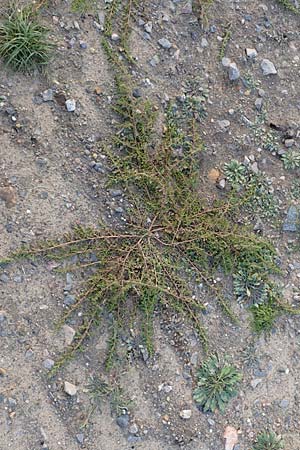 Dysphania pumilio \ Australischer Dr�seng�nsefu� / Clammy Goosefoot, D Hassloch 1.11.2016
