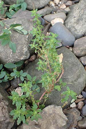 Dysphania pumilio, Australischer Dr�seng�nsefu�