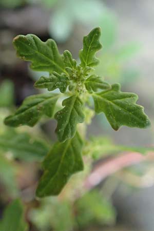 Dysphania pumilio \ Australischer Dr�seng�nsefu� / Clammy Goosefoot, D Wei&szlig;enthurm-Kaltenengers 27.9.2017