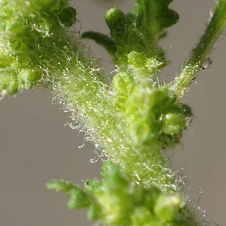 Dysphania pumilio \ Australischer Dr�seng�nsefu� / Clammy Goosefoot, D Mannheim 16.9.2018