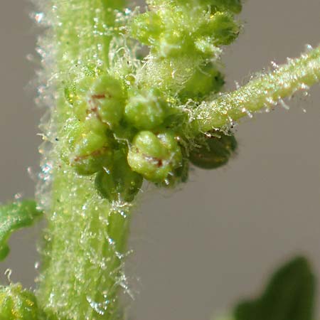 Dysphania pumilio \ Australischer Dr�seng�nsefu� / Clammy Goosefoot, D Mannheim 16.9.2018